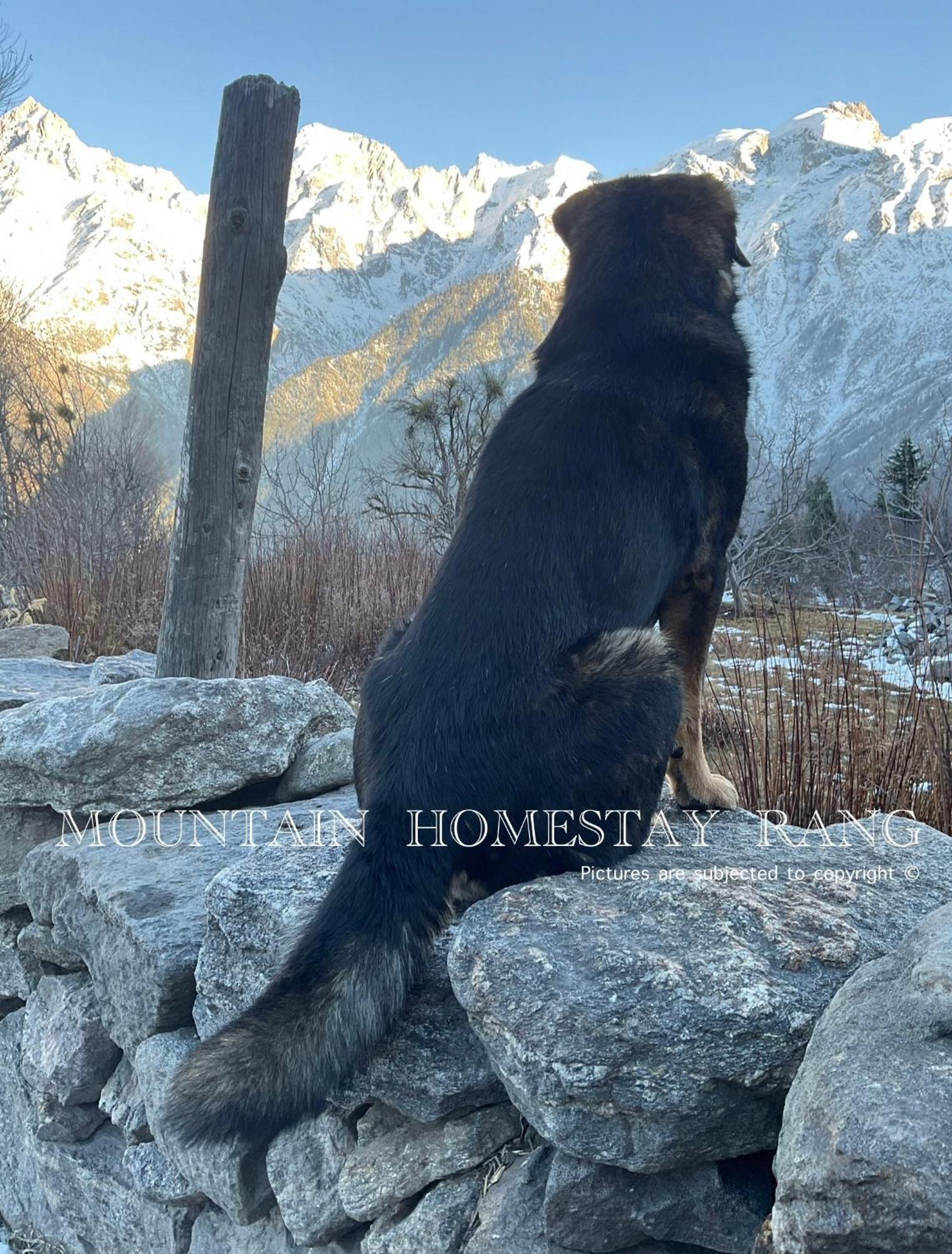 Mountain Home Stay -Rang, At Reckong Peo - Kalpa, Near Goyal Motors, Way To Petrol Pump At Itbp Quarters Екстериор снимка